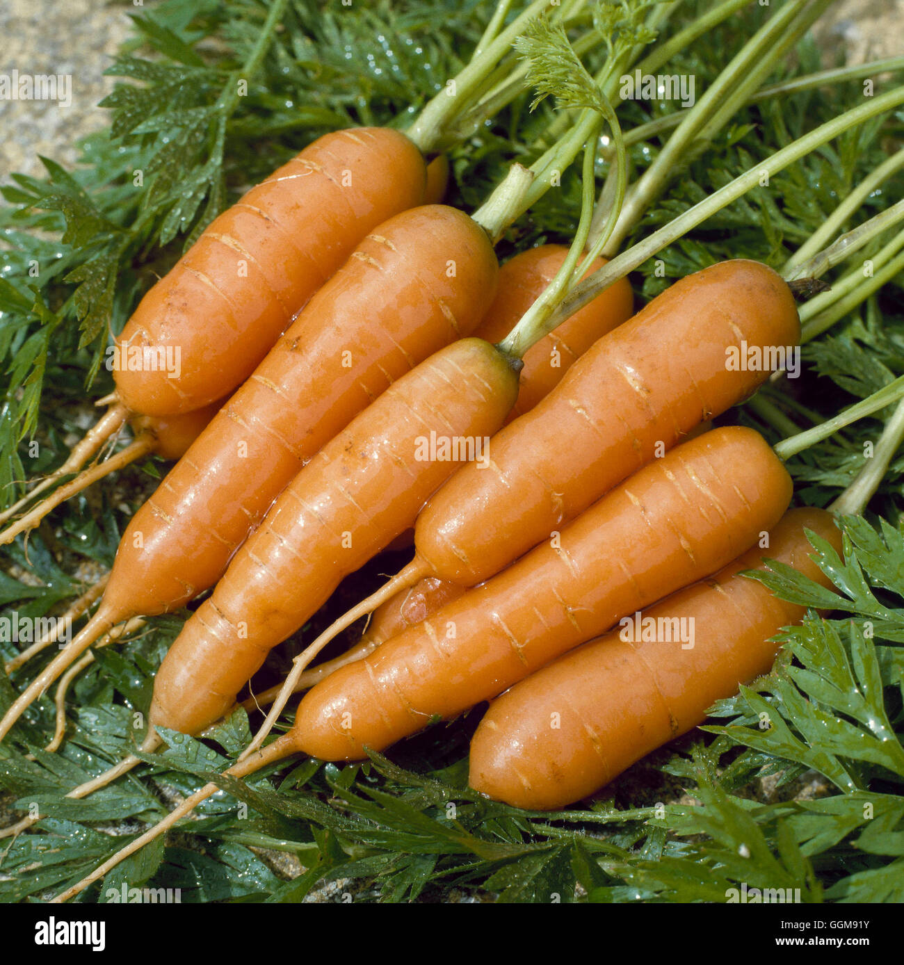 Carrot - `Amsterdam Forcing'   VEG051259 Stock Photo
